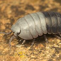 Pill Woodlouse partially molted 